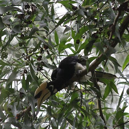 Hornbill Hut Koh Phayam Bagian luar foto